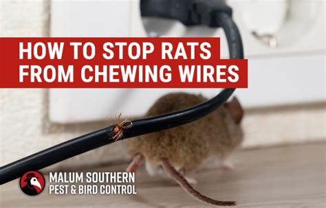 electrical box for mice|how to stop mice getting in.